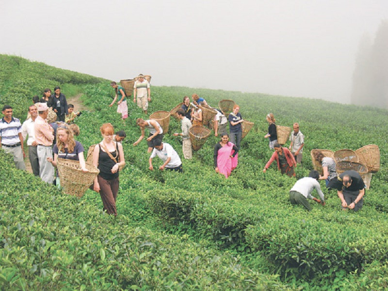 Chiya bideshi tea garden
