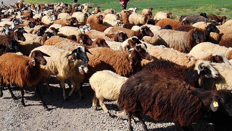 Ararat sheep 14