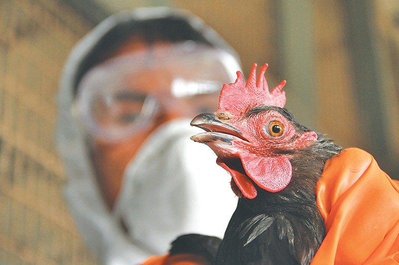 Bird flu nepal