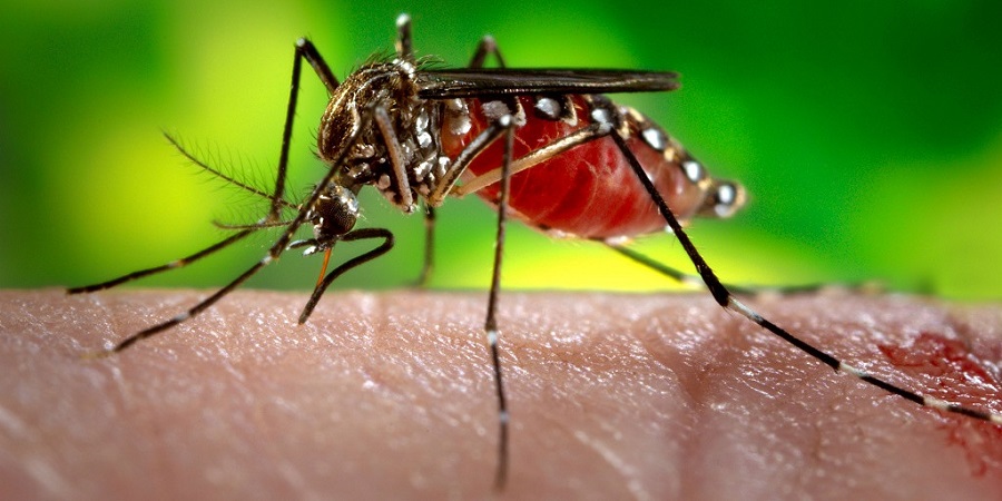 भयावह बन्दै डेंगो : डेंगो संक्रमितको संख्या २२ हजार नाघ्यो, २९ को मृत्यु