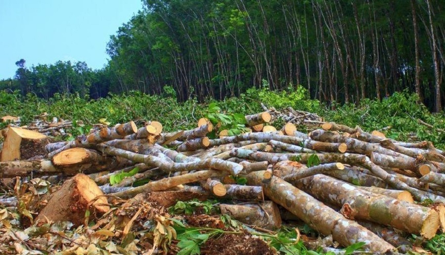 पृथ्वीराजमार्ग विस्तार : ४६६ रुख काटिने