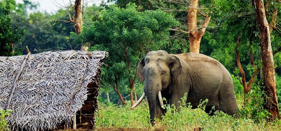 बराह क्षेत्रमा हूलका हूल हात्ती गाउँ पस्न थालेपछि...