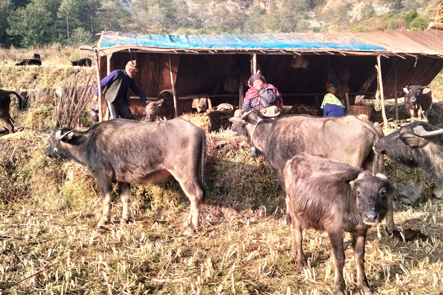 ७४ वर्षीय प्रेमबहादुरको सङ्घर्ष : ६ दशकदेखि घुम्तीगोठमा गाईभैँसी पालन