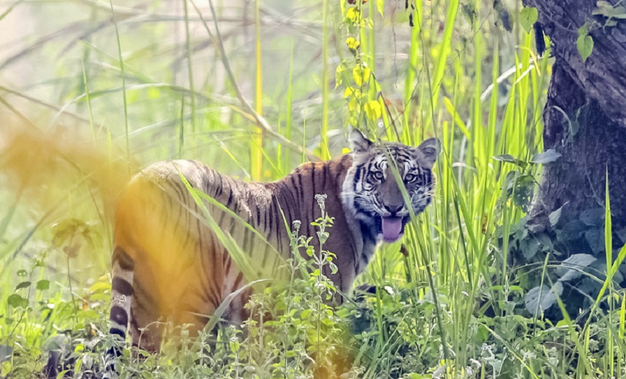 नेपालमा बाघको संख्या ३५५ पुग्यो