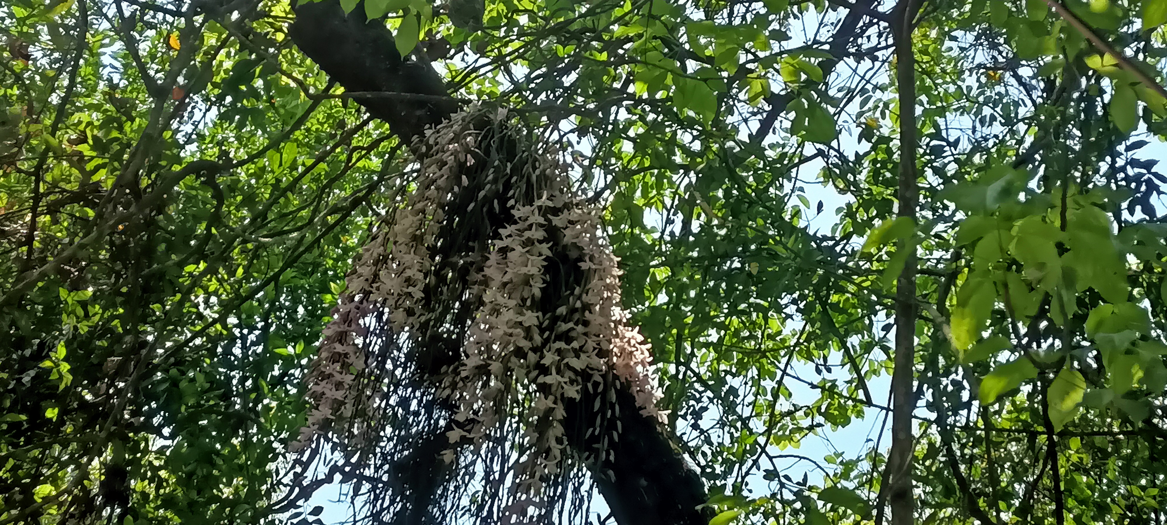 १ वैशाखमा मात्र फूल्ने सलहेश फूल हेर्नको भीड, संरक्षण गर्नुपर्ने स्थानीयको माग 