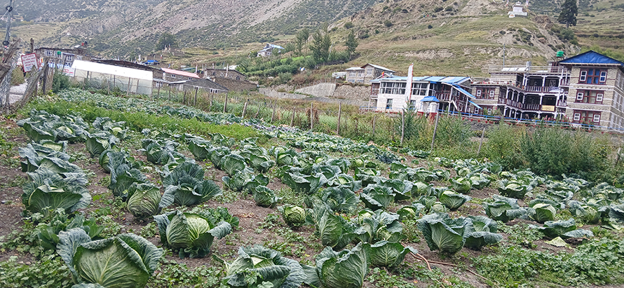 दुर्गम मानिने हिमाली जिल्ला मनाङ फेरिँदै, फस्टाउँदैछ बेमौसमीखेती