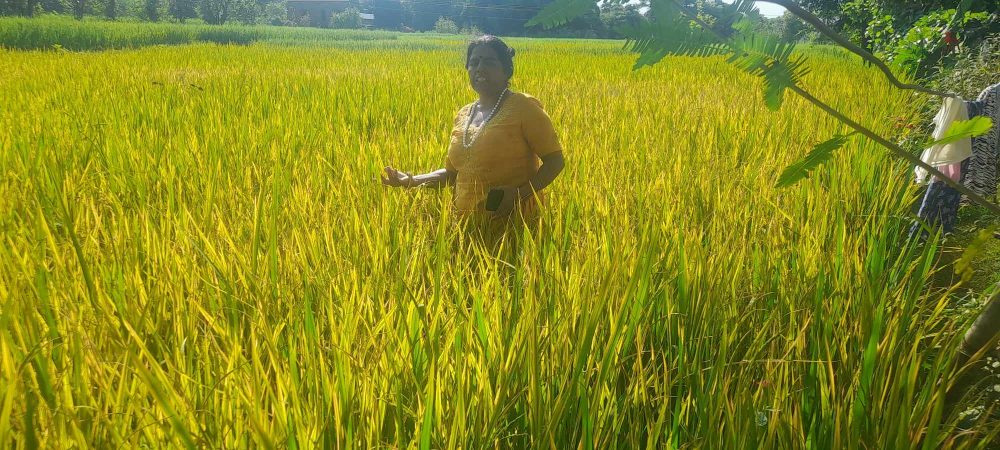 पसाउन लागेका धानको बोट सुक्न थालेपछि  कृषक चिन्तित