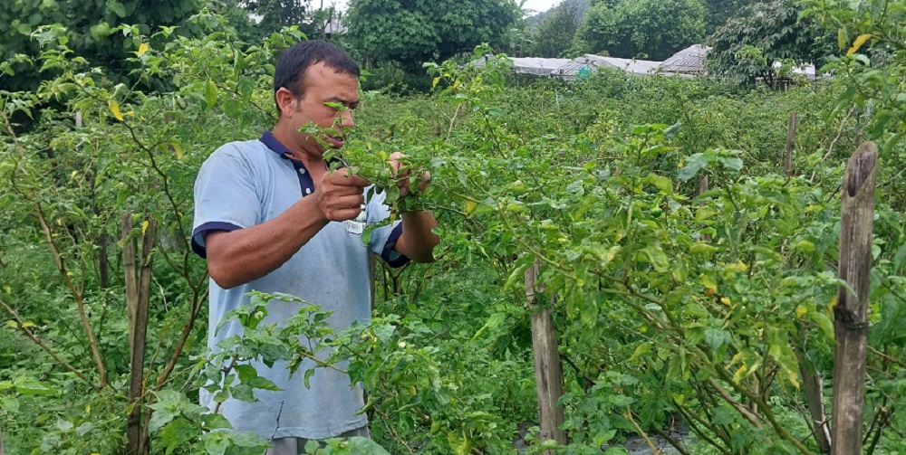 मलेसियाबाट फर्केर अकबरे खेती, वार्षिक १५ लाख कमाइ