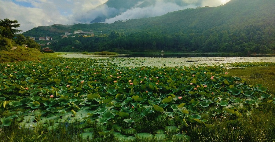 सुन्दरताले भरिभराउ छ रुकुमकोटमको कमलदह (फोटो फिचर)