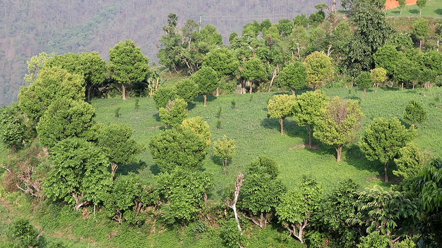 Gulmi suntala rog