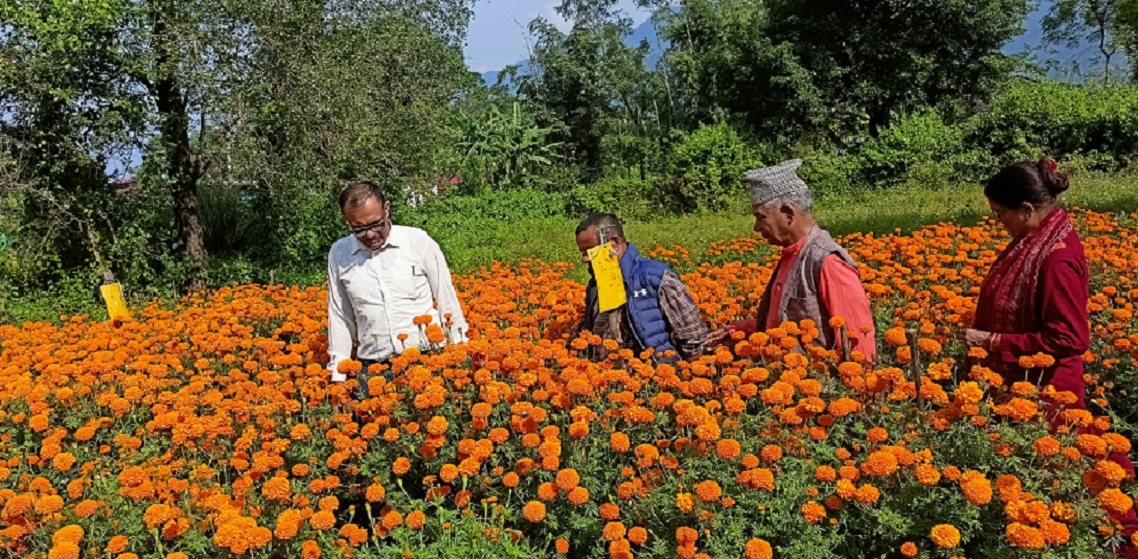 Sayapatri phulbari