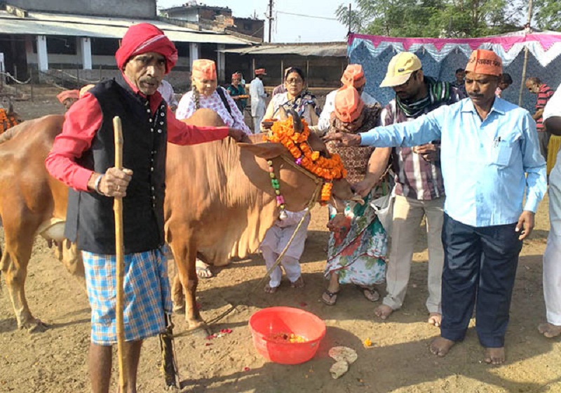 भरतपुरको वागीश्वरीमा सामूहिक गौ पूजन सम्पन्न