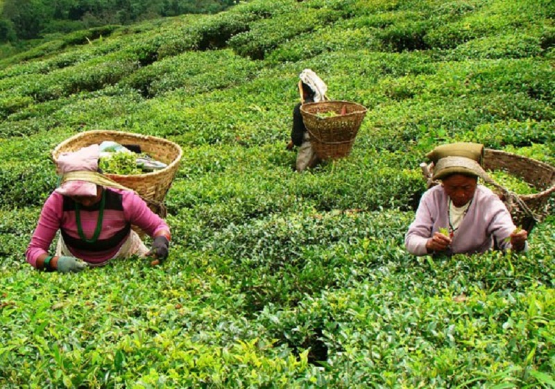 चियाको अन्तर्राष्ट्रिय बजार खोज्न सुझाव