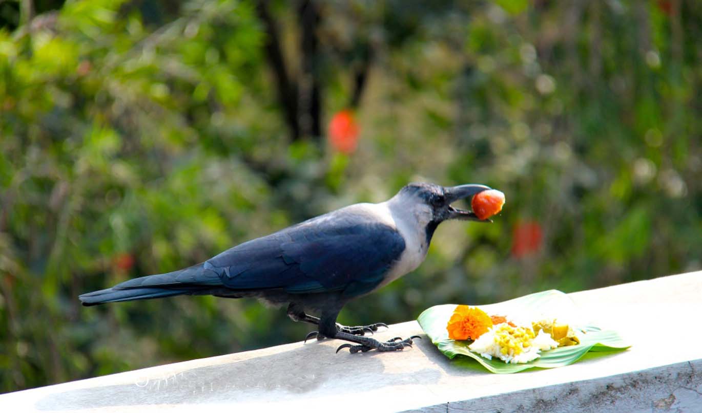 आजबाट यमपञ्चक (तिहार) शुरु, पहिलो दिन आज काग तिहार मनाईदै