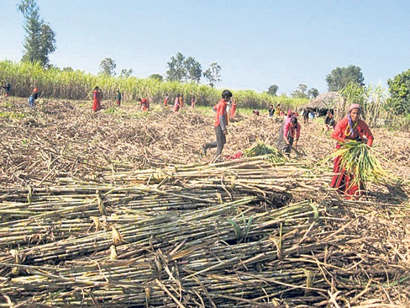 अनुदान रकम नपाएर उखु किसान अनशनमा