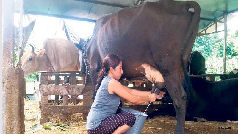 एउटै गाईबाट पाँच लाख आम्दानी !