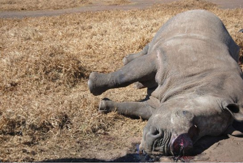 गैँडा मरेको अवस्थामा फेला