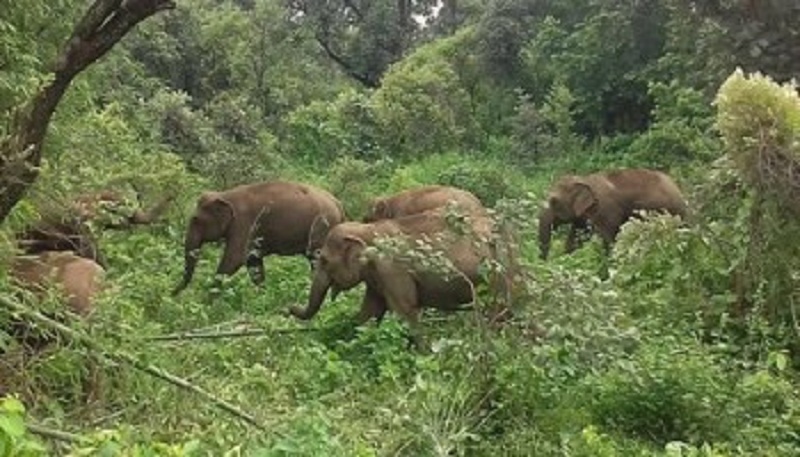 रोकिएन रुपनगरमा जंगली हात्तीको आतंक