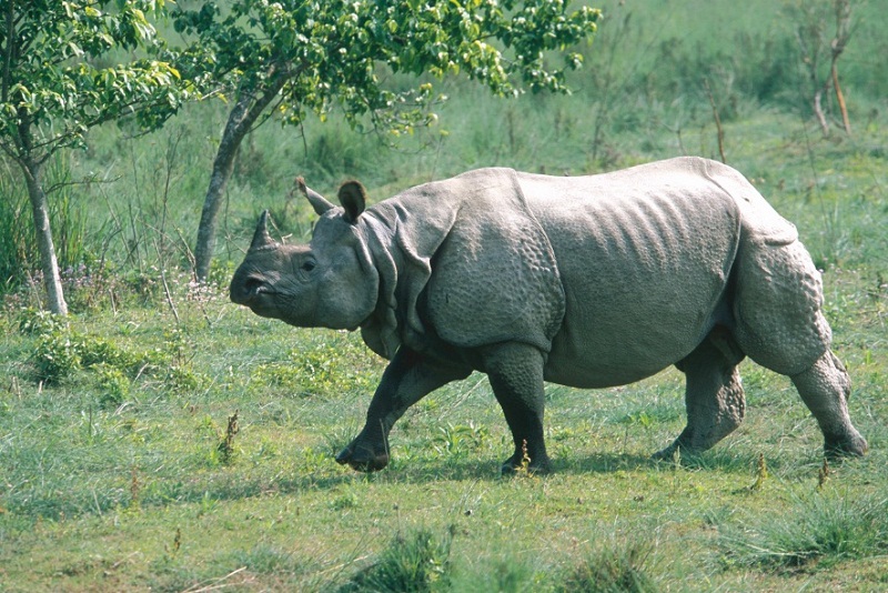 गैँडा तस्करीमा संलग्न ९० जना फरार