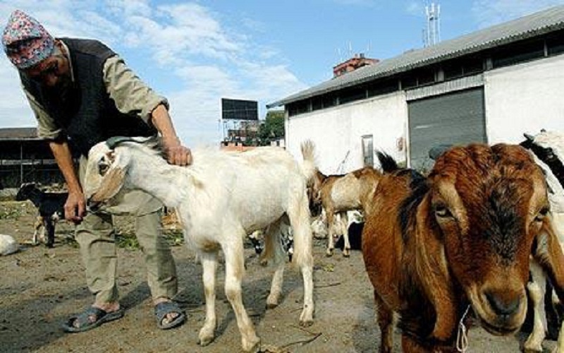 डडेल्धुरा मासुमा आत्मनिर्भर बन्दै