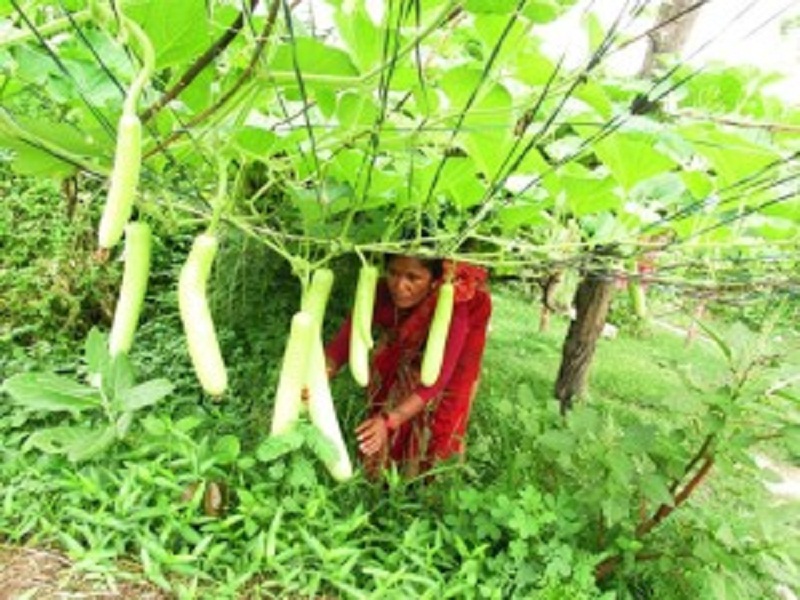 रोल्पाका ९० प्रतिशत महिला कृषिमा