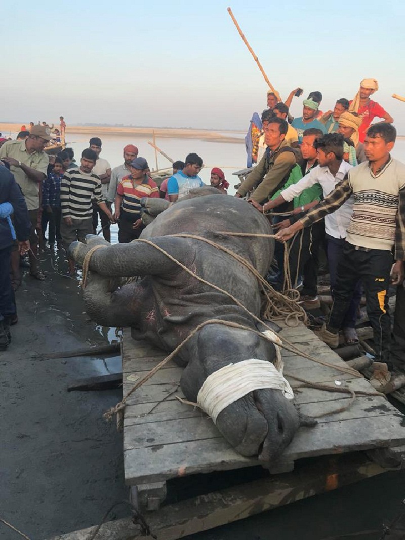 बाढीले बगाएर भारत पुर्‍याएको गैंडालाई डुंगामा राखेर यसरी फर्काइयो नेपाल